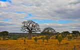 TANZANIA - Tarangire National Park - 05